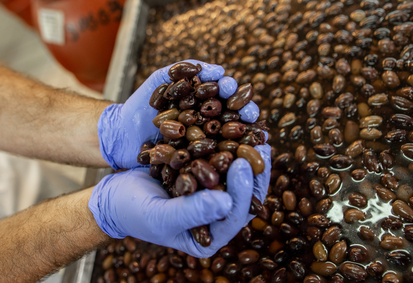 Kalamata olives in production