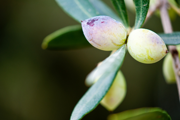MANI Olive am Baum, bevor sie zu Olivenöl verarbeitet wird.