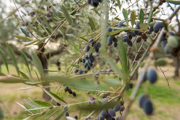 Kalamata olives on the Greek olive tree