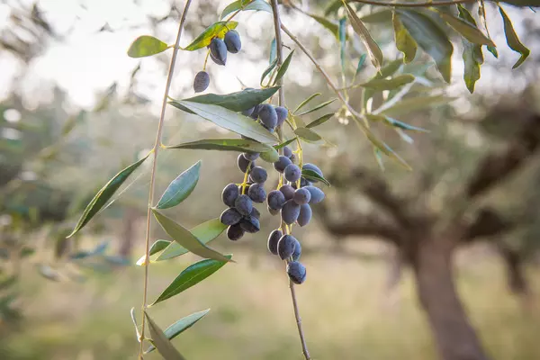 Branch with olives from which Greek olive oil is made