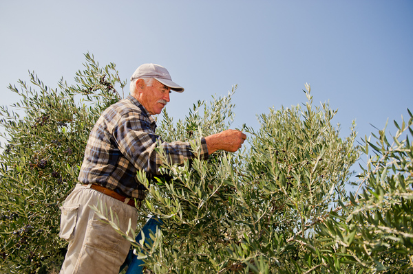 Mann bei der Pflege eines Olivenbaums, an dem die Oliven für griechisches Olivenöl gedeihen